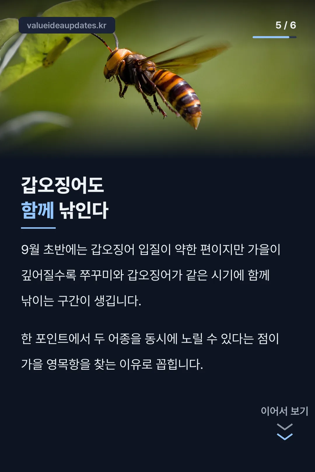갑오징어 동반 시즌